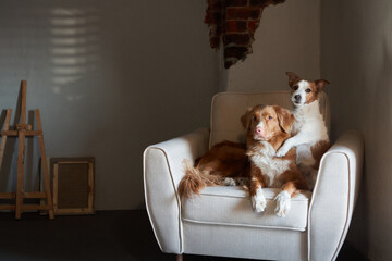 two dogs on a chair. Nova Scotia duck toller retriever and Jack Russell Terrier at home. Pet indoors in loft