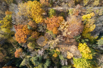 Wall Mural - Drone view of forest path in fall season.