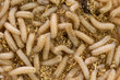 fly larvae on sawdust. background or texture