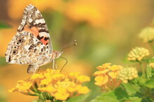 Colorful Butterfly Painted Lady (Vanessa Cardui) On Yellow Flower