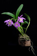 Blooming Cattleya orchid. Black background.