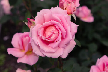 Sticker - Pink rose on a background of green leaves.