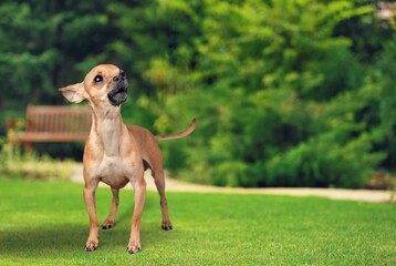 Wall Mural - A smiling little puppy in a beautiful green meadow is happily running. Cute dog and good friend.