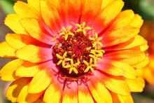 Yellow And Red Zinnia