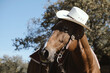 Horse in cowboy hat for western equine portrait on ranch closeup.