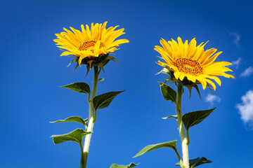 Wall Mural - 2 (dos) girasoles al amanecer sobre un fondo azul en un día soleado (verano, crecimiento, crecer)