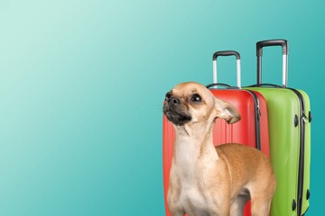 Canvas Print - Lovable, pretty puppy and suitcase. Travel preparation and planning. Concept of recreation, travel and tourism. Pets care