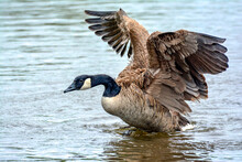 Canada Goose Stretching His Winga