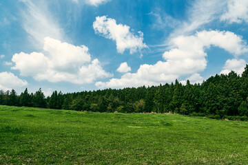 grass fields of jeju-do ranch, South Korea