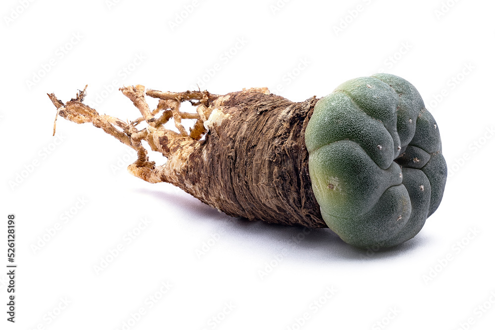 Stock-Foto Peyote (Lophophora williamsii): Hallucinogenic and magical  plant of south america, drug. | Adobe Stock
