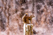 red squirrel in winter snow