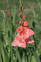 Wall Mural - pink gladiolus blossom.