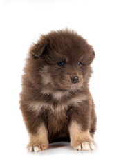 Sticker - puppy Finnish Lapphund in studio