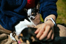 Closeup Picture Of A Chihuahua Sitting In A Lap Of A Person In The Park