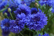 blurred floral background, bouquet of wild blue cornflowers 