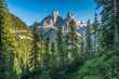 Landscape in the Dolomites with forest and Mountain Cristallo in the background