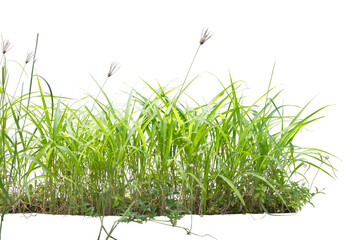 Poster - Wild grass isolated on white. PNG file.