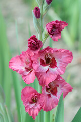 Wall Mural - gladiolus blossom in different pink color tones.
