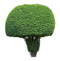Wall Mural - Round green tree isolated on white background. PNG file