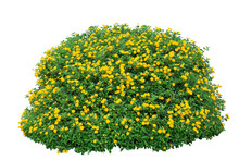 Small Yellow Bush Flowers On White. PNG Isolate File.