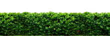 Shrub Isolated On White Background. Png File.
