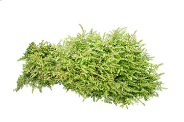 Canvas Print - Shrub isolated on white background. png file.