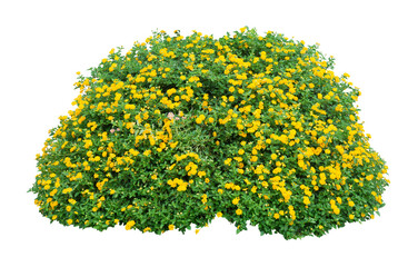 Wall Mural - Small yellow bush flowers on white. PNG isolate file.