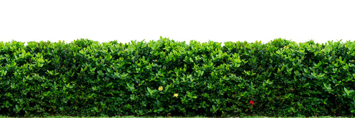 Wall Mural - Shrub isolated on white background. png file.