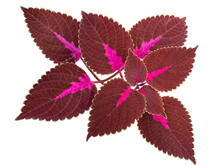 Red And Green Leaves Of The Coleus Plant Or Plectranthus Scutellarioides Or Solenostemon Scutellarioides. Formerly Known As Coleus Blumei. Originally From South Asia And Malaysia.