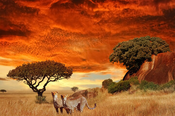 Wall Mural - cheetahs in the african savanna at sunset. serengeti national park. tanzania. africa.