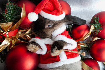 little cute rabbit among the big red balls in the coat of santa dressed in a red suit for the new year and Christmas 2023