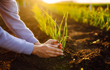 The farmer considers young wheat in the field. Green wheat growing in soil. The concept of the agricultural business.