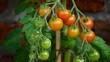 canvas print picture Tomato Plant