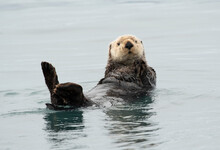 Sea Otter Floating In Kachemak Bay, Alaska