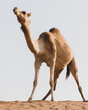 Proud brown dromedary camel (Camelus dromedarius) standing at the top of sand dune in the desert, low angle view, UAE.