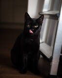 Fototapeta Zwierzęta - kot czarny