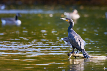 great cormorant bird sitting on a tree trunk (phalacrocorax carbo)