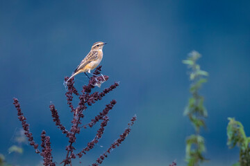 whinchat, Saxicola rubetra, in the morning sun