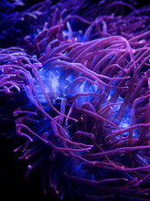 Close Up Shot Of Long Tentacle Anemone In Reef Aquarium