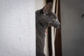 Wall Mural - Photo of a Russian blue cat yawning taken from the profile