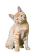 A curious orange tabby kitten listening with a head tilt on a transparent background