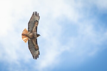 Sticker - Red-tailed hawk flying freely in a clear sky