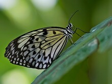 Macro Shot Of A Paper Kite Butterfly (idea Leuconoe)