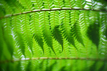 Close Up Fern Leaves In Tropical Rainforest.