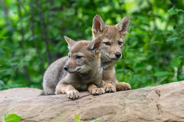 coyote pup (canis latrans) looks around sibling on rock summer