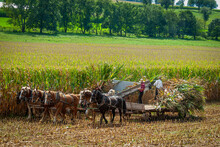 A View Of Amish Harvesting There Corn Using Six Horses And Three Men As It Was Done Years Ago On A Sunny Fall Day