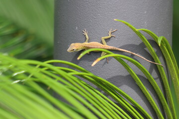 a carolina anole exploring on a summer afternoon