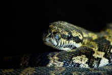 Closeup Shot Of A Coiled Snake Isolated On A Dark Background