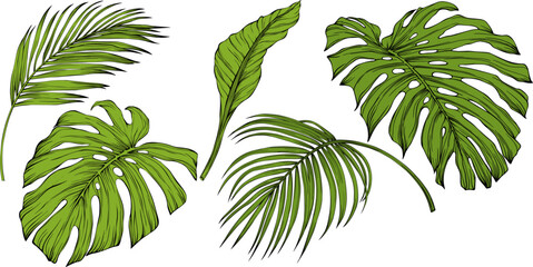 Leaves isolated on white. Tropical leaves. Hand drawn vector illustration