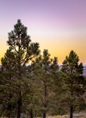 Wall Mural - pine trees silhouette purple golden sunset view from top of humphreys peak